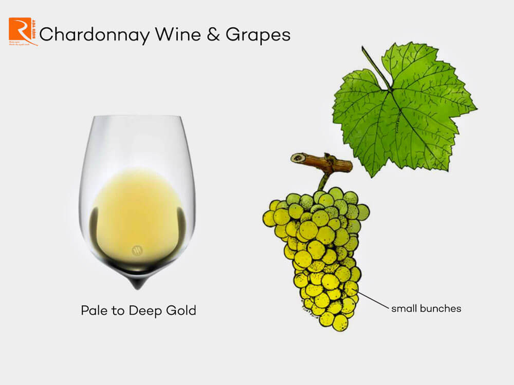 Sự thật thú vị về rượu vang Chardonnay