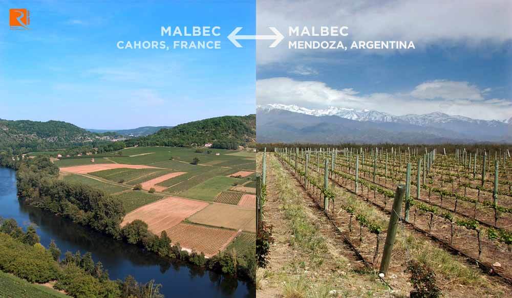 Lịch sử rượu vang Malbec