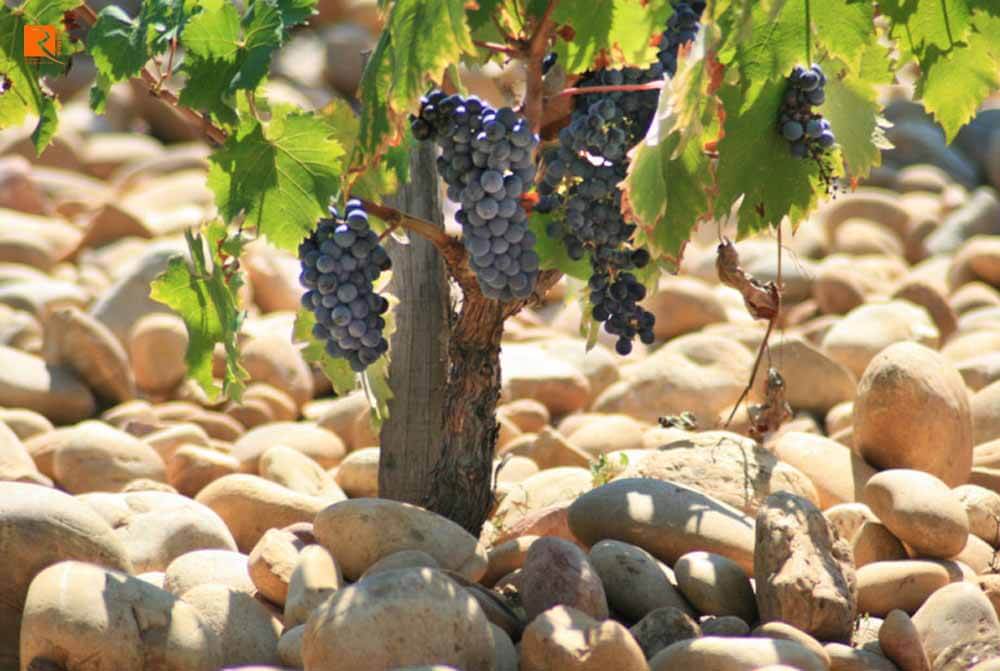 Rượu vang Châteauneuf-du-Pape có xu hướng có độ cồn cao hơn mức 14% ABV