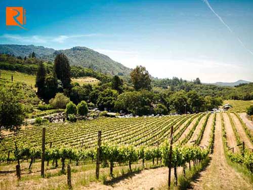Napa và Sonoma: Vùng rượu vang nào mang phong cách hợp với bạn?