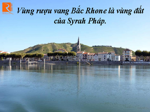 Vùng rượu vang Bắc Rhone là vùng đất của Syrah Pháp.