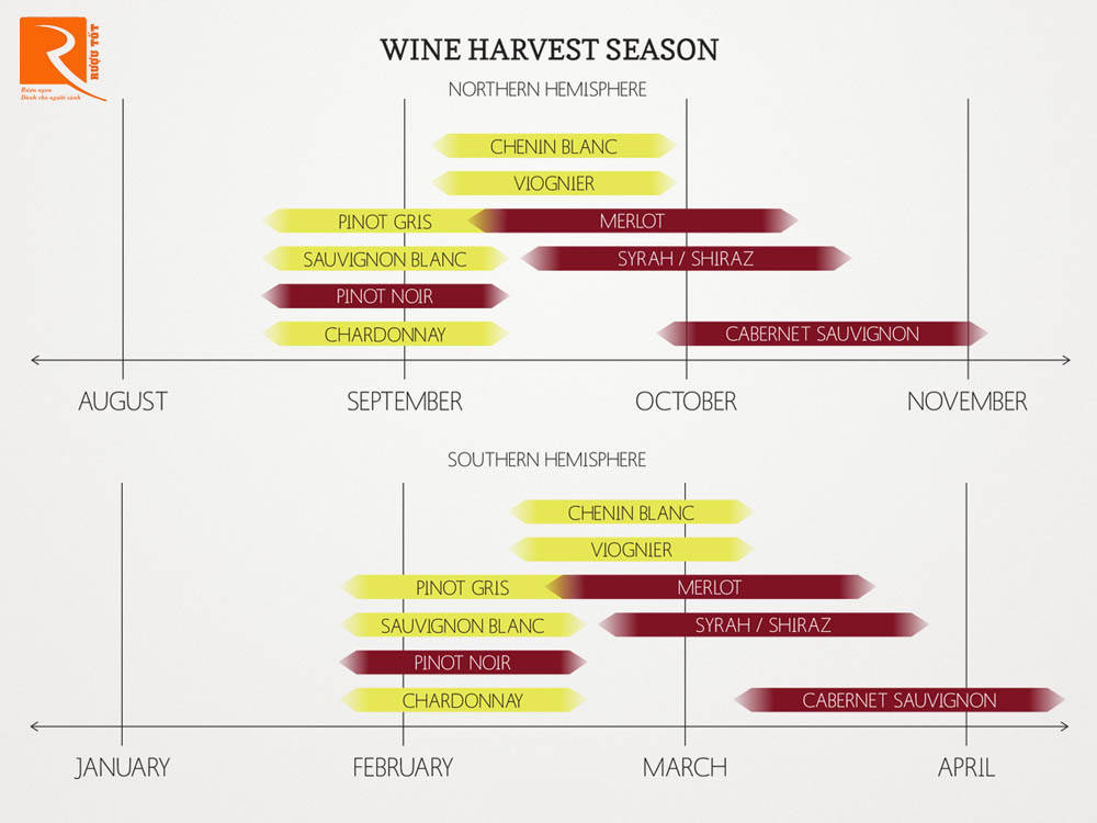 Biểu đồ mùa thu hoạch rượu vang theo cách giống nho