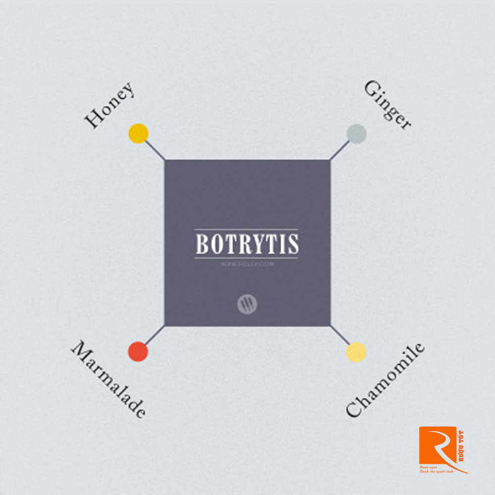 Botrytis: Hương mật ong và gừng.