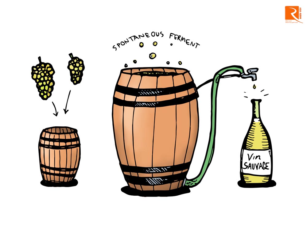 Quá trình lên men rượu vang diễn ra như thế nào