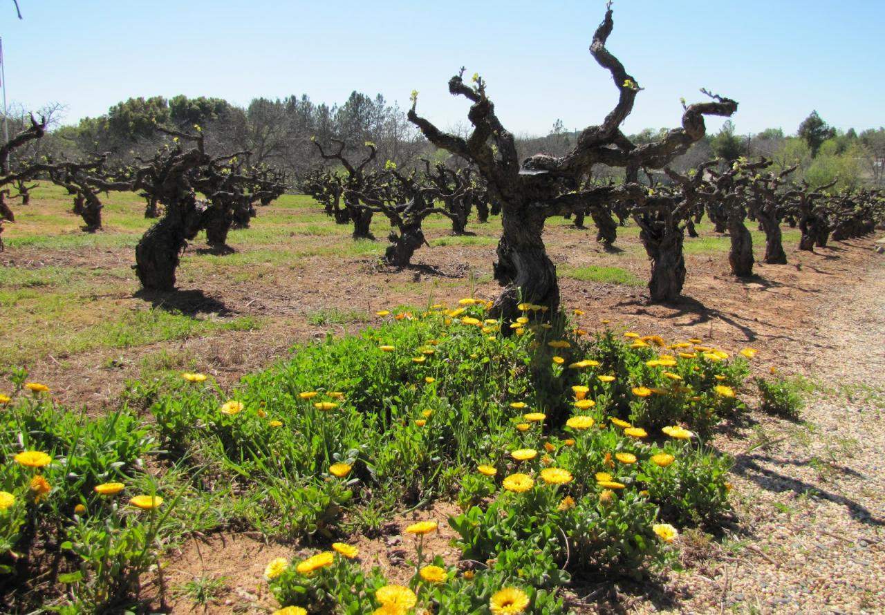 Rượu vang Ý 9 Old Vines San Marzano Cantine Rượu vang Ý 9 Old Vines San Marzano Cantine