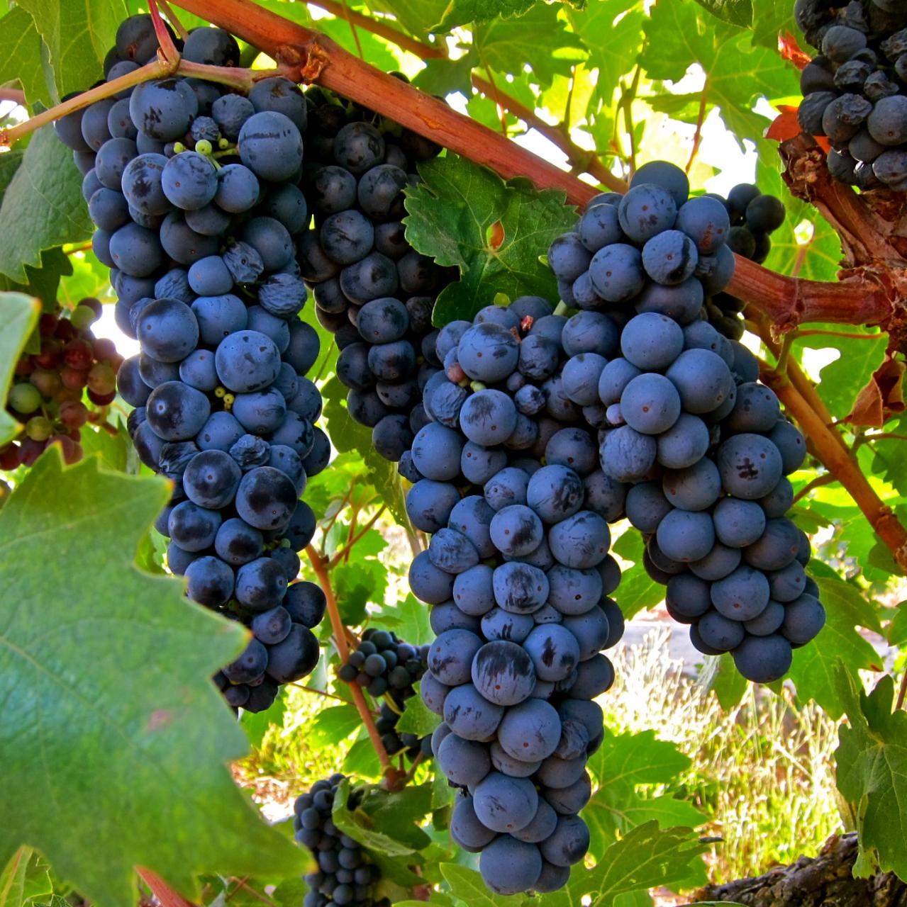 Vang Ý Camasella Sangiovese Primitivo Vang Ý Camasella Sangiovese Primitivo